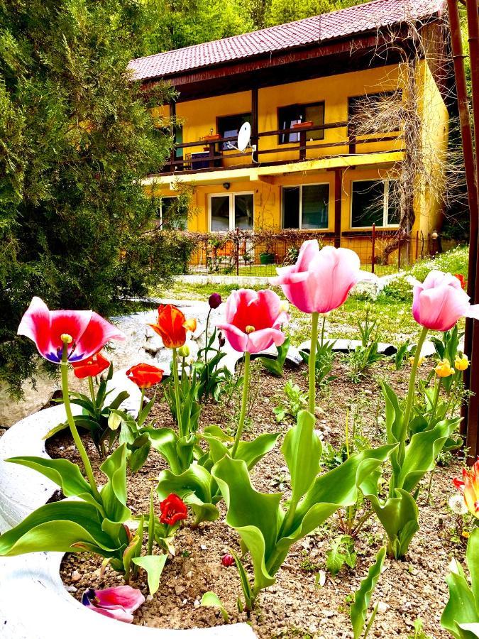 House In The Woods Bed and Breakfast Resita Buitenkant foto